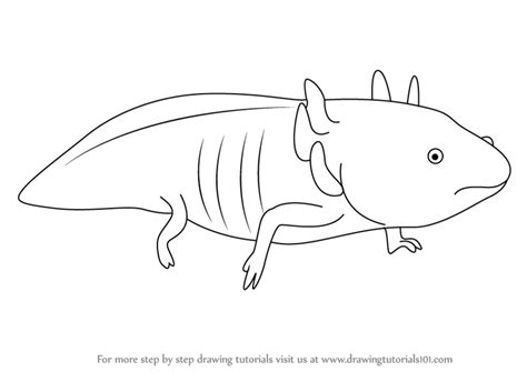 Easy drawing tutorials for beginners, learn how to draw animals, cartoons, people and comics. Learn How to Draw a Axolotl (Amphibians) Step by Step ...