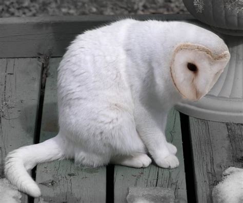 Meowls Are The Cat Owl Cross Breed That Weve Been Missing