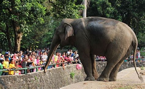 Mau pergi keluar kota susah mendapatakan tiket kereta? Kebun Binatang di Indonesia Beserta Daerahnya yang Terbaik ...