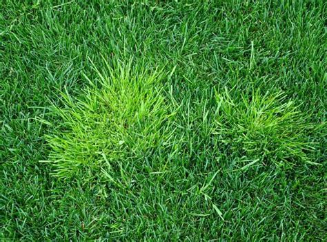 How To Get Rid Of Poa Annua 5 Lawn Safe Methods For Annual Bluegrass