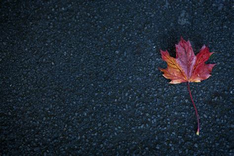 Leaf Autumn Wallpaper Hd Flowers 4k Wallpapers Images Photos And