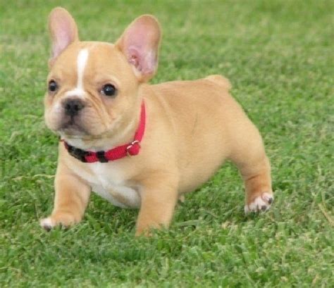 Where can you adopt french bulldogs? Լ ͺȼ ĺô | Cute french bulldog, French bulldog puppies ...