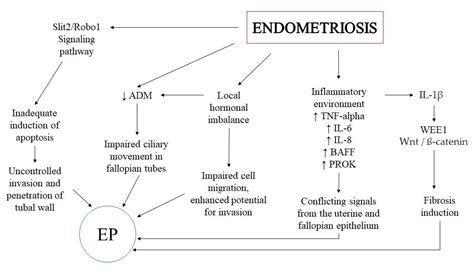 IJMS | Free Full-Text | Molecular Mechanisms Underlying the Association