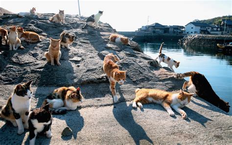 Visiting Aoshima Cat Island In Japan Horn Necklace