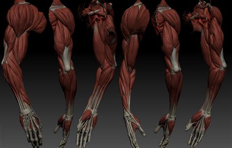 Male Arm Muscle Reference Valkirie Wallpaper
