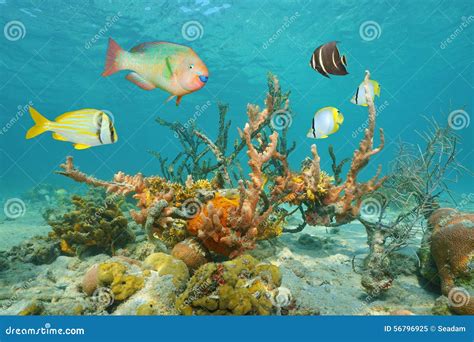 Colorful Sea Life Underwater With Tropical Fish Stock Image Image Of