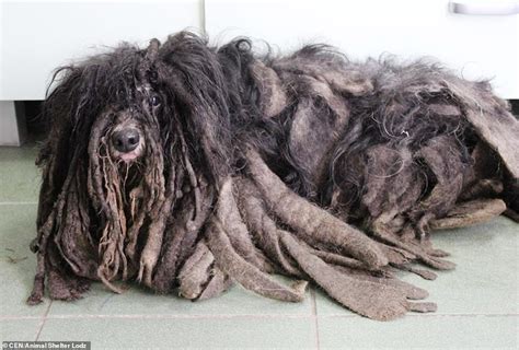 After Being аЬапdoпed And Growing So Matted That He Could Hardly Walk