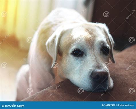 Labrador Dog Begging Close Up Portrait Stock Photo Image Of Hunger
