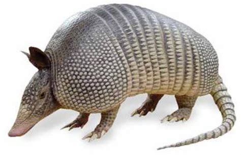 Fibonacci Sequence Facts About The Nine Banded Armadillo Of Usa