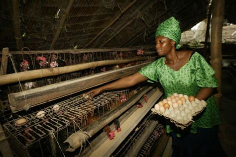Chicken Farming Will Reward You Despite Difficulties