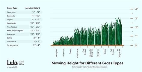 Guide To Lawn Care Basics Updated For 2020 Lula