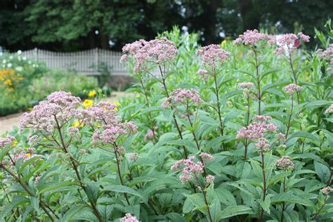 Joe Pye Weed Png Apple Orchids