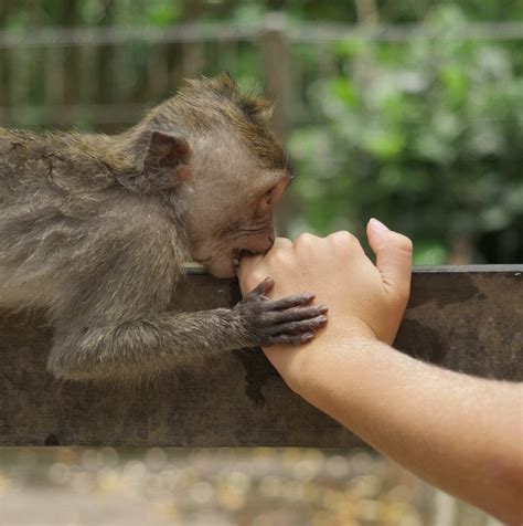 Cacar Monyet Penyebab Gejala Dan Pencegahan Gejala Penyebab Dan Pengobatan