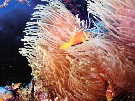 Fish And Coral Hd Desktop Wallpaper Widescreen High Definition