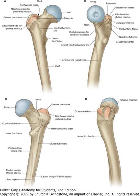 Greater Trochanter Greater Trochanter Anatomy Joints Anatomy