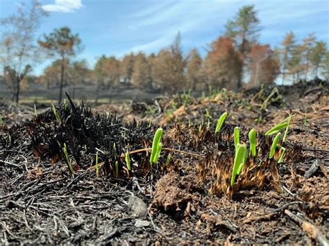 First Green Shoots Of Recovery After Fire Swanage News