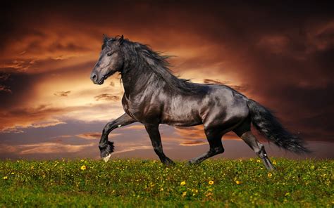 Horse Full Hd Wallpaper And Background Image 1920x1200 Id428231