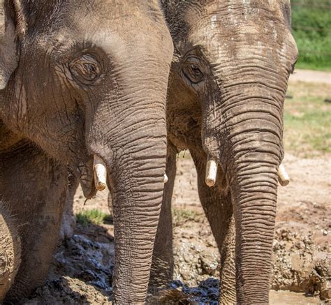 Sydney Zoo Bull Elephants Ashoka And Kavi Arrive