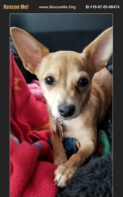 They may not be british shorthair kitties, but these cuties are available for adoption in colorado springs, colorado. ADOPT 19070500474 ~ Chihuahua Rescue ~ Colorado springs, CO