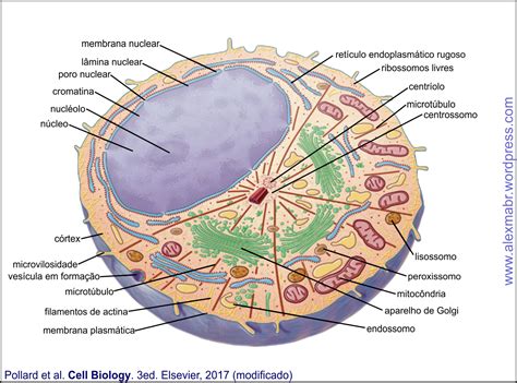 Eucariota Aprendendo Biologia