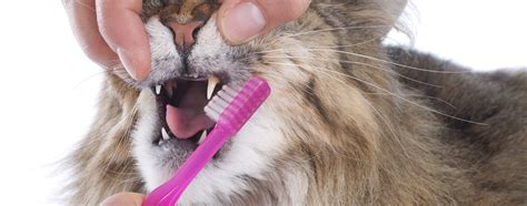 How To Brush Your Cats Teeth Hartz