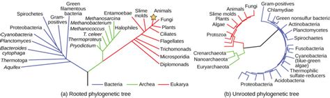 Phylogenetic Trees Biology For Non Majors Ii