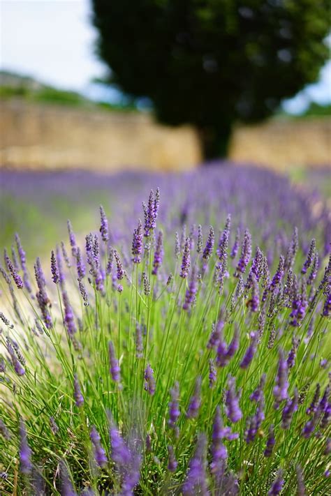 English Lavender Hidcote Plant Profile Sylvan Gardens Landscape