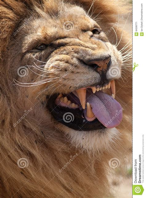 Funny Lion Face Meme K0nem