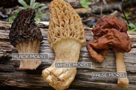 Morel Mushrooms 101 How To Safely Locate Harvest And Eat Morels