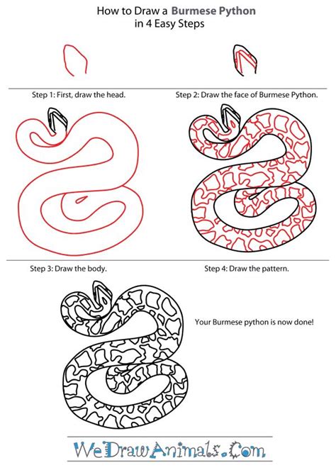 Burmese Python Tutorialpng 600×840 Pixels Burmese Python Python