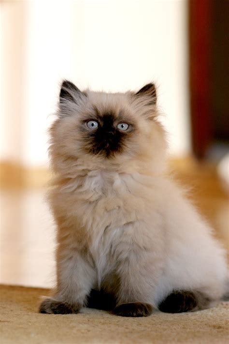 Himalayan Persian Cat