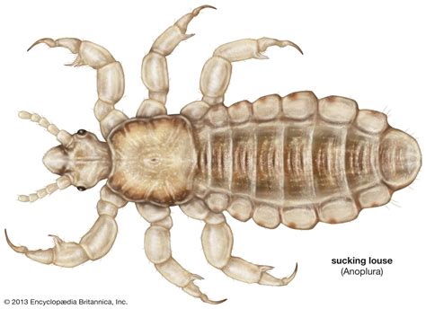 Louse Description Features Life Cycle Species And Classification