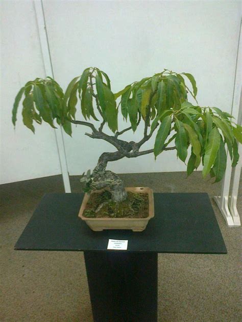 Top Mango Bonsai Tree In The World The Ultimate Guide Leafyzen
