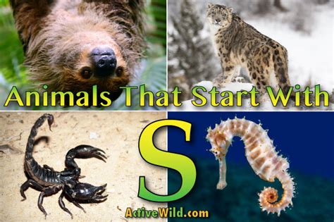19 Animal Names Starting With S  Temal