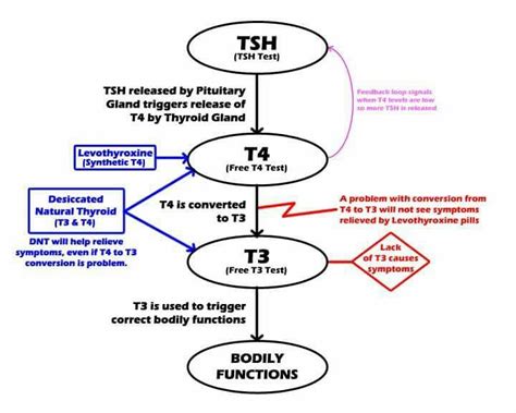 Tsht4 T3 Conversion Thyroid Symptoms Of Thyroid Problems