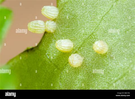 Silver Bordered Fritillary Butterfly Eggs Boloria Selene Stock Photo