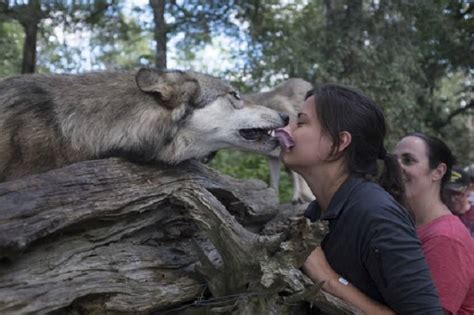 This Woman Had Quite The Adventure After Encountering Two Wolves In The