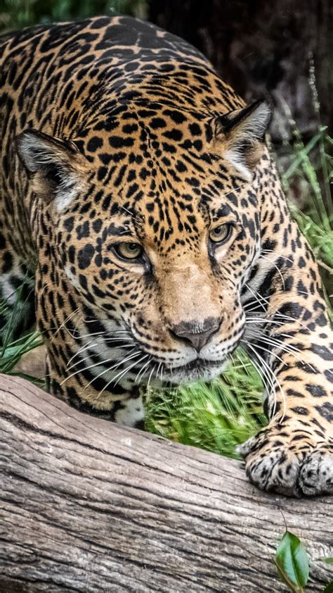Animal Jaguar Cats Big Cat Jaguar Predator Animal Wildlife 1080x1920