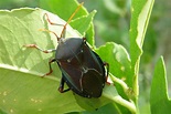 File:Bronze Orange Bug, Musgraveia sulciventris.jpg - Wikimedia Commons