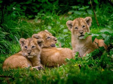 Lion Gives Birth To Adorable Triplets 4 Pics