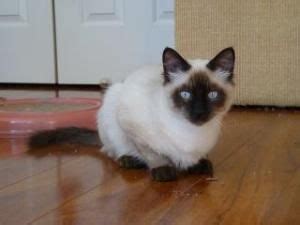 No matter what your eyes may tell you, the munchkin is not a cross between a dachshund and a cat. Adopt Webster on | Seal point siamese, Pet finder, Adoption