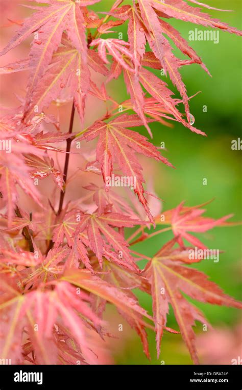 Japanese Maple Acer Palmatum Wilsons Pink Dwarf Stock Photo Alamy