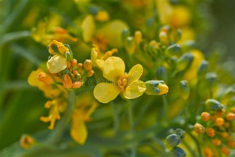 Broccoli Yellow Flowers Macro Detail Stock Photo Image Of Homestead