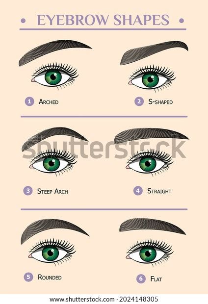 Womens Eyebrows Different Shapes Female Eyes Stock Vector Royalty Free