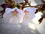 千島桜 by カフェ－ （ID：5539425） - 写真共有サイト:PHOTOHITO