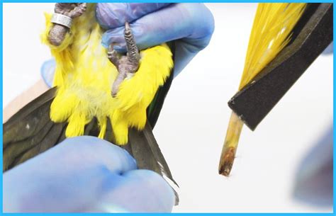 Pollygene Bird Sexing Dna Sample Card For Parrots Lovebirds Cockatoos Grey African