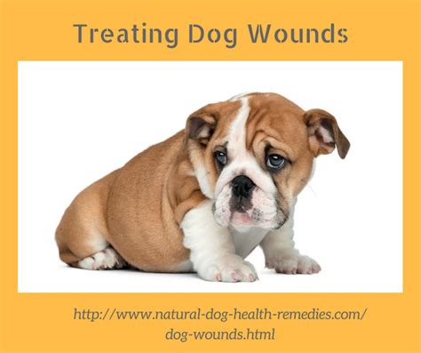 How To Treat Dog Wounds And Stop Bleeding With Images Dog Wound