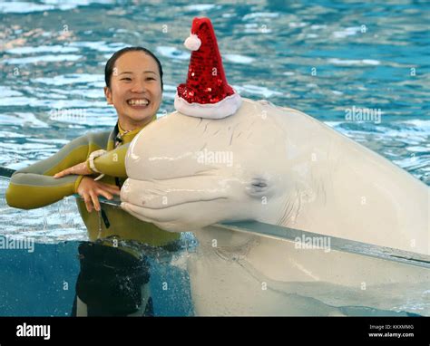 Yokohama Japan 2nd Dec 2017 A Beluga Wears A Santa Hat To Attract