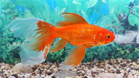 Unraveling The Goldfish Memory Myth Debunking The Three Second Memory