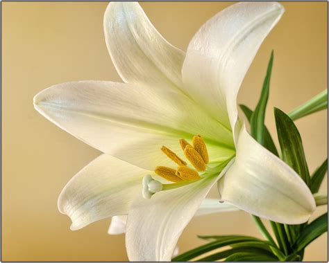 무료 이미지 화이트 꽃잎 꽃 무늬의 봄 부활절 꽃 피는 식물 백합 가족 육상 식물 아마 릴리스